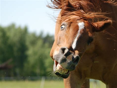 20,000+ Free Funny Horses & Horse Photos